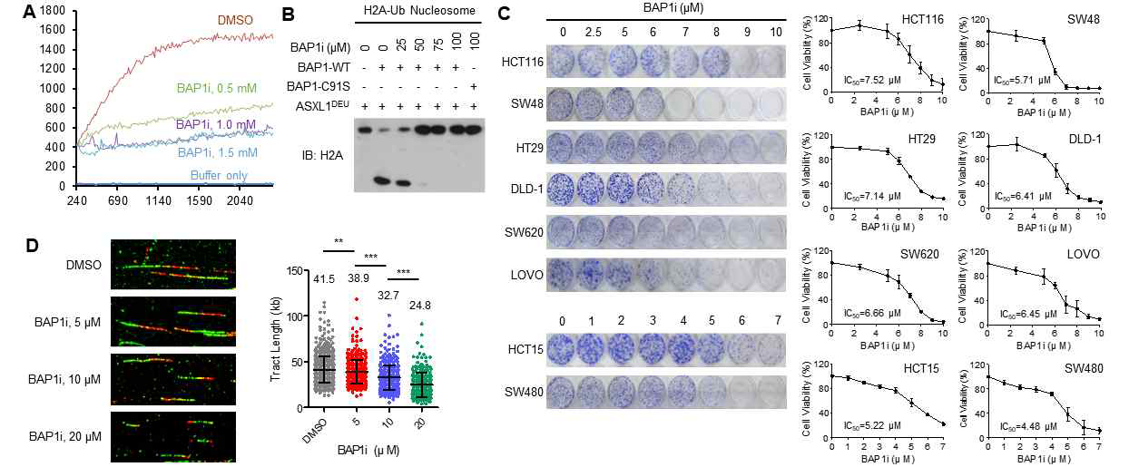 BAP1i의 활성 증명 및 다양한 대장암 세포에 대한 높은 독성 및 관련 기전 규명