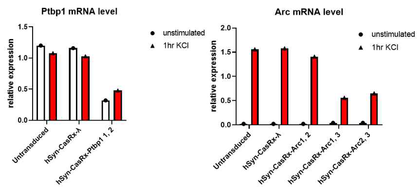 CRISPR를 사용하여 서로 다른 mRNA를 표적 했을 때 mRNA 감소