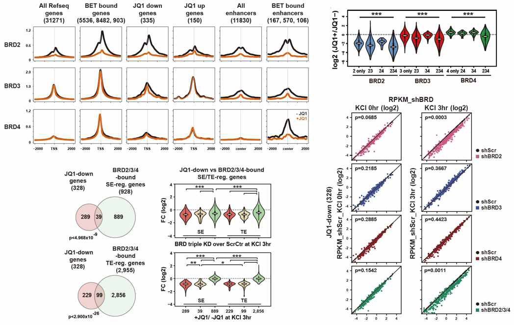 JQ1 처리와 각 BRD 단백질 발현 억제 후 타겟 유전자 및 인핸서의 발현 변화를 분석
