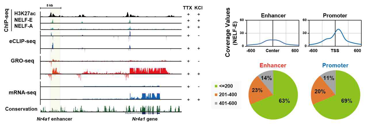 ChIP-seq (NELF-E), GRO-seq, eCLIP-seq 을 통한 전유전체 분석