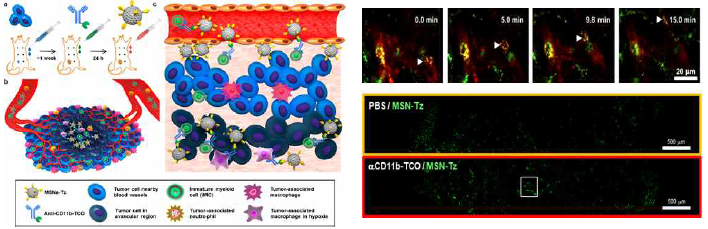 면역세포 타겟 클릭 화학반응(CRAIT) 전략(왼쪽)과 나노입자 탐재 면역세포의 종양 조직내 침투 영상(오른쪽)