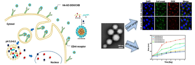 HA-GC-DOX/CXB의 CD44 수용체에 매개한 endositosis(왼쪽) 및 약물탑재 나노입자의 타겟팅과 종양의 pH 환경에 따른 약물 반출 반응