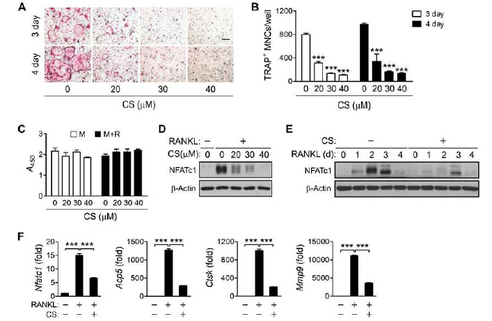 CS에 의한 파골세포 분화 및 NFATc1 발현 억제