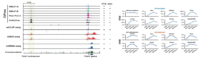 GRO-, mRNA-, ChIP-, eClip-seq을 통한 NELF 결합 유전자와 관련 eRNA 발현 분석