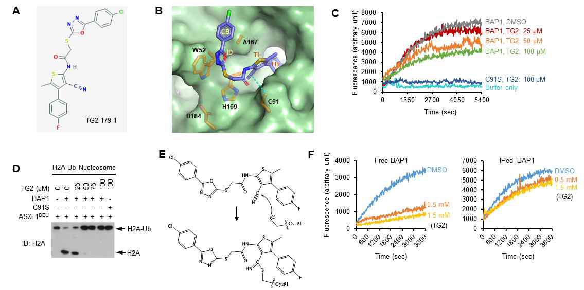 TG2-179-1의 BAP1 탈유비퀴틴화 활성 억제