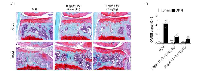 Igsf11-Fc 단백질의 연골퇴행 억제 효능