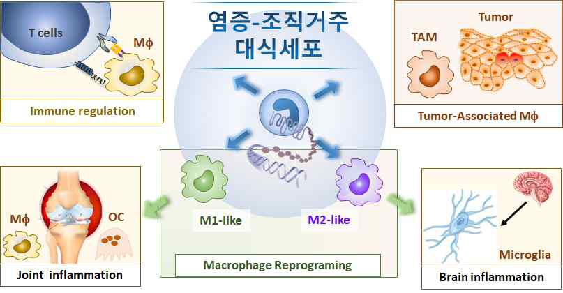 염증-조직거주 대식세포연구의 필요성