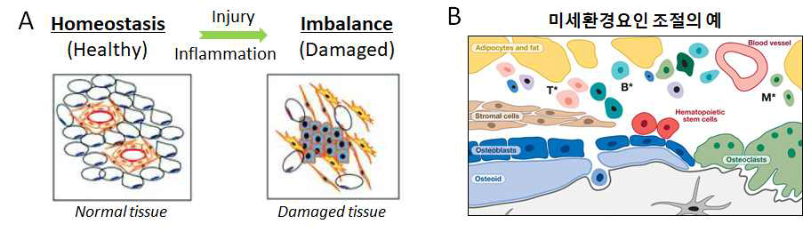 조직미세환경 연구의 중요성: (A) 염증 및 상해에 의한 조직항상성 파괴 (B) 골수 내, 조직미세환경 조절