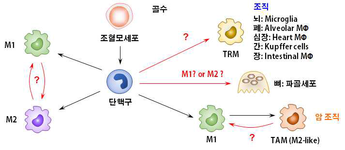 대식세포의 가소성, TRM의 조직항상성 조절, TAM의 기능조절 연구의 필요성 대두