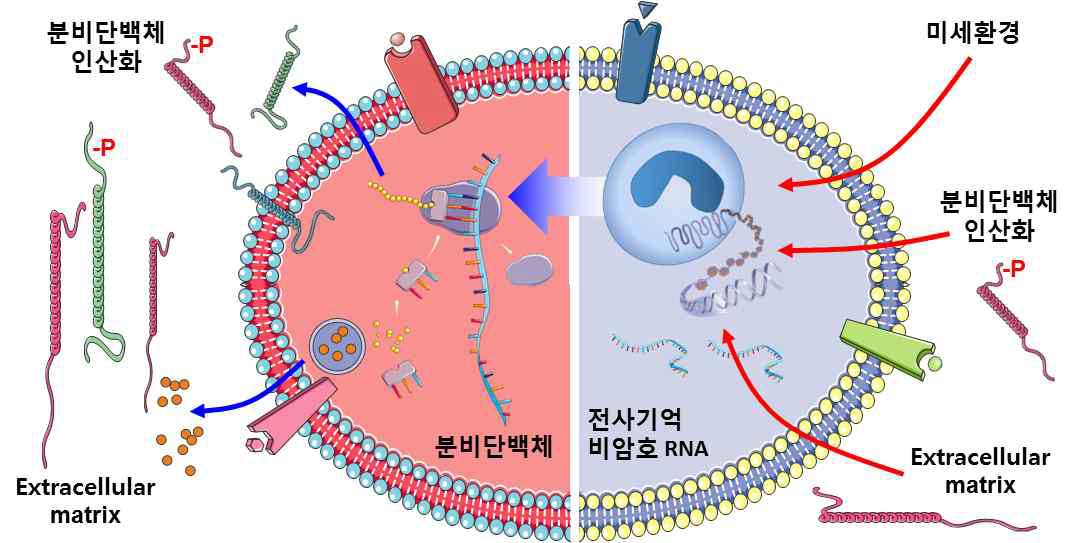 미세환경-분비단백체 및 미세환경-후성유전인자 간 상호작용 중요성 대두