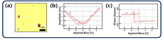 (a) MA2CuCl4@Zein 자극 수용층의 압전현미경 scan 이미지. 인가 바이어스에 따른 (b) 진폭 및 (c) 상 변화 결과 데이터