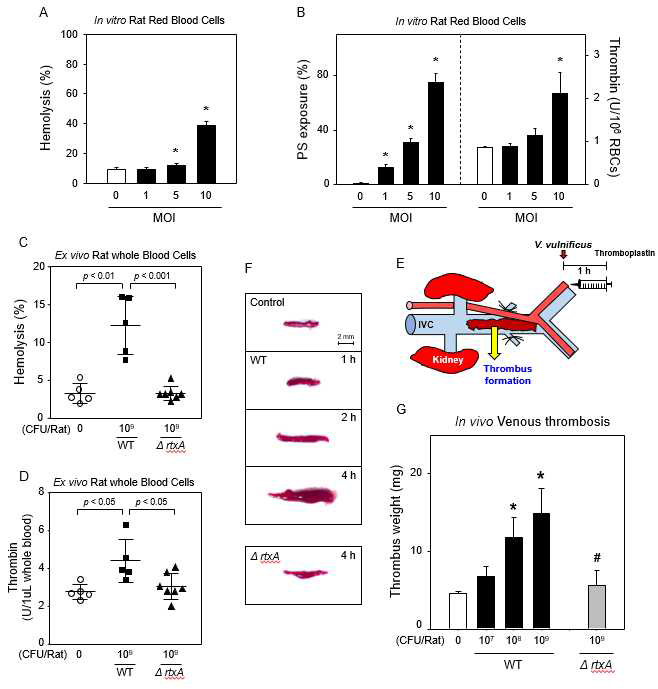 In vivo 동물실험을 통한 패혈증 비브리오에 의한 혈전생성 증가