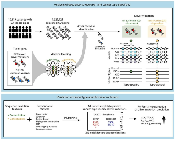드라이버 돌연변이를 검출하는 기계학습 모델 개발 과정. 단백질 분자 서열 분석과 구조, 도메인 분석 등을 통합하여 드라이버 돌연변이와 패신저 돌연변이를 구분하는 모델을 구현. 다양한 성능 평가 지표 (AUC, PRAUC 등)을 통해 모델의 성능을 검증