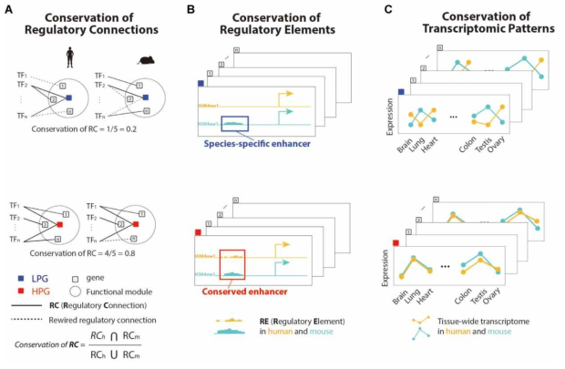 인간과 쥐 모델의 유전자 조절 네트워크 간 링크 교란 정도를 정량화하는 과정. A. 전사인자와 B. 조절인자 (프로모터와 인핸서), C. 유전자 발현량 패턴 분석을 통해 한 상동유전자가 두 종간 유전자 조절 네트워크가 얼마나 다른지를 정량화 함