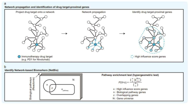 환자 맞춤형 약물 반응성 예측을 위한 단백질 상호작용 네트워크 기반의 기계학습 모델. 단백질 상호작용 네트워크에서 약물 표적 유전자와 유의미하게 가까운 유전자 추출. c-d. 환자의 전사체 데이터를 활용하여 환자의 약물 반응성을 예측하는 기계학습 모델의 설계와 테스트