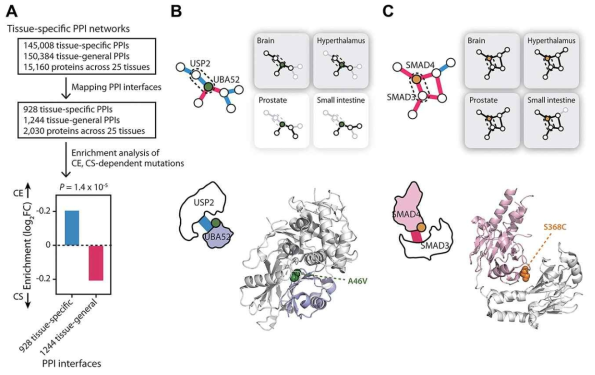 암 돌연변이에 따른 특정 조직의 유전자 상호작용 네트워크 교란 분석. A. 암 환자에게서 발견된 돌연변이를 조직 특이적 단백질-단백질 상호작용 네트워크에 투사하는 과정. B. 조직 특이적 상호작용을 교란하는 UBA52 단백질의 드라이버 돌연변이. C. 조직 일반적 상호작용을 교란하는 SMAD4 단백질의 드라이버 돌연변이