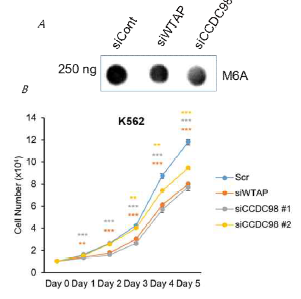 CCDC98이 RNA 메틸화에 미치는 영향