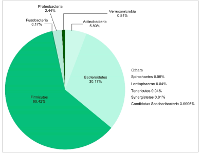 Average phylum distribution of gut microbiota of non-obese subjects (N=65)