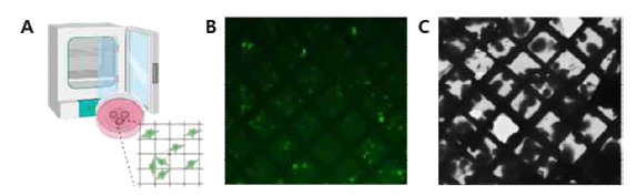 EM 그리드에 배양한 형광 단백질이 부착된 세포 (A)를 형광 (B) 및 전자 현미경 (C)으로 관찰