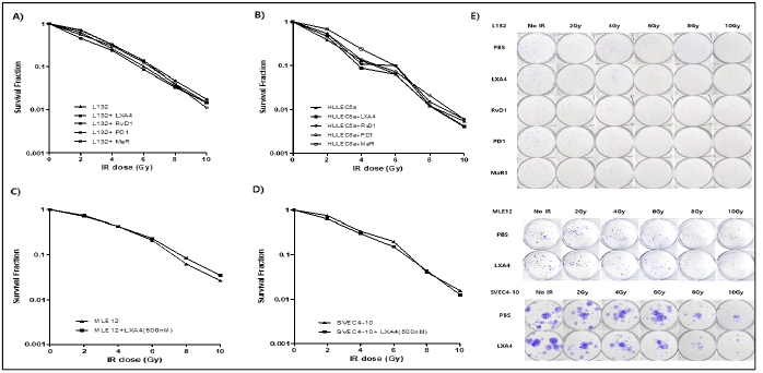 방사선량에 따른 세포의 생존율 (survival fraction)확인 그래프. (A)Human epithelial cell (L132), (B) Human Endothelial cell (HULEC-5a), (C) Mouse epithelial cell (MLE12), (D) Mouse Endothelial cell (SVEC4-10), 그리고 (E) 방사선량에 따른 내피/상피세포 CFA 사진