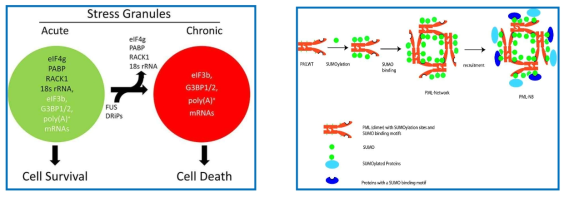 Stress Granule (왼쪽) 과 PML-NB (오른쪽)를 구성하는 생체 분자의 예시