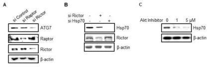 mTORC2 신호 경로에 의한 Hsp70 및 ATG7 분자 발현 변화
