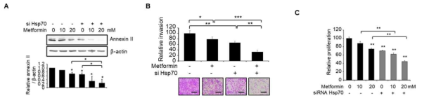 Metformin과 siRNA Hsp70 병용 처리를 통한 유방암세포 침윤 및 증식능 억제