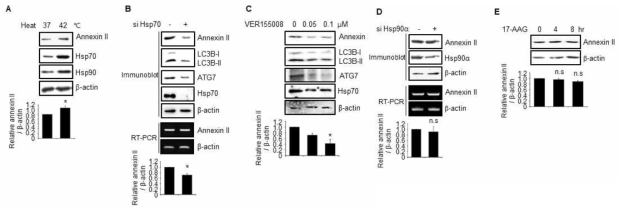 오토파지 신호경로에서 hsp70에 의한 annexin II 단백질 발현 조절