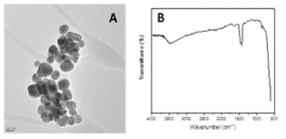 (A) TEM image and (B) FTIR spectra of BT nanoparticles