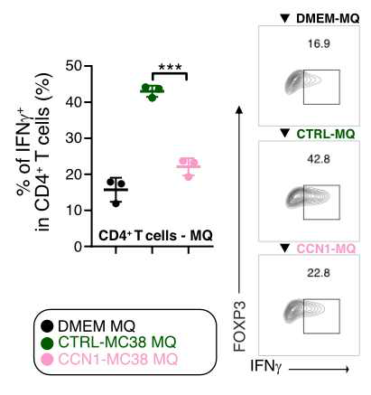 각 그룹의 대식세포와 공배양 시 CD4+T 세포에서 IFNγ 발현 비율