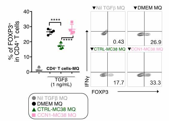 각 그룹의 대식세포와 공배양 시 CD4+ T 세포에서 FOXP3 발현 비율