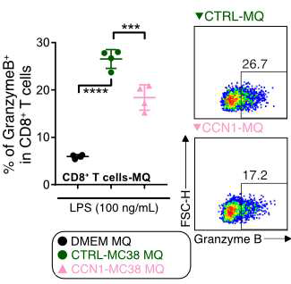 각 그룹의 대식세포와 공배양 시 CD8+ T 세포에서 granzyme B 발현 비율