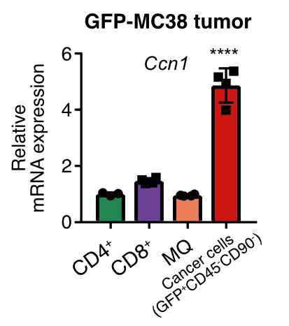 GFP-MC38 종양에서 각 세포 별 Ccn1 발현량