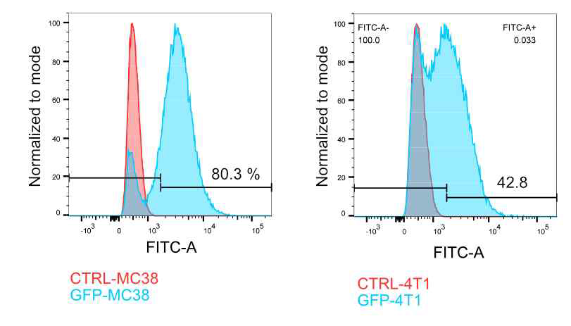 GFP 과발현 4T1 및 MC38 세포 구축