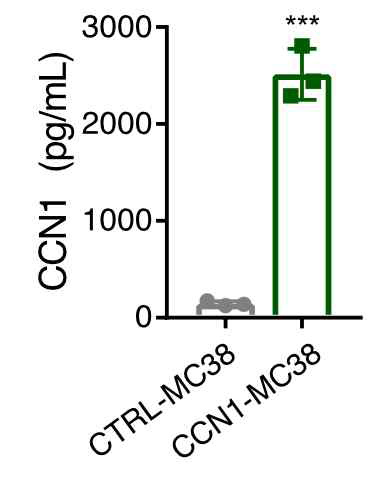 CCN1 과발현 MC38 세포 구축