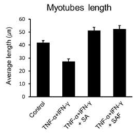 C2C12 cell line 모델에서 염증관련 cytokine 처리후 myotube의 길이의 변화