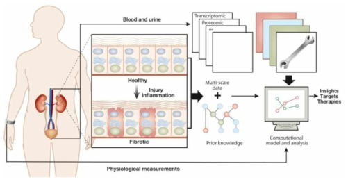 디지털 키드니 트윈 개발의 개요 (Saez-Rodriguez, et al., 2019)