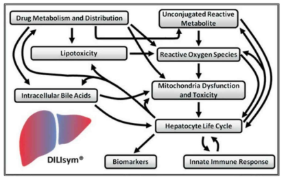 DILIsym 모델링 소프트웨어를 이용한 약물 유발 간독성의 멀티스케일 모델