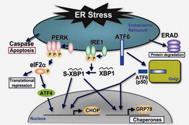 소포체 스트레스의 UPR 경로