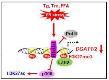 PTP1B 조절 DGAT1/2 epigenetic 활성화 저해