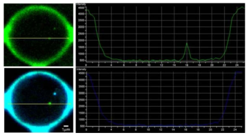 바이오칩 미세 구조물들 위의 DNA 나노볼 형광신호 (Green: DNA 나노볼 감지, Blue: 특정 염기서열 감지)