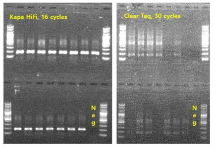 DNA 나노볼 회수 후 원하는 영역만을 분자 증폭 한 후의 검증 사진 (왼쪽: KAPA HiFi DNA 중합 효소 이용, 오른쪽: Clear Taq DNA 중합 효소 이용)