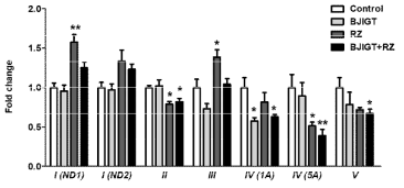 ALS 간 조직에서 OXPHOS subunits 유전자 발현 Control: transgenic mice (hSOD1G93A), BJIGT:보중익기탕 투여한 hSOD1G93A 그룹, RZ: riluzole 투여한 hSOD1G93A 그룹, BJIGT+RZ: BJIGT와 riluzole 병행 투여한 Tg (hSOD1G93A) 그룹