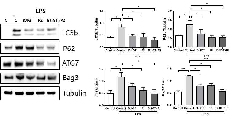 ALS 세포주에서 autophagy 관련 단백질 변화 C, Control: control(TDP43 cells), LPS: 100 μg/ml Lipopolysaccharide(LPS) 16시간 처리된 TDP43 cells, BJIGT: 100 ㎍/ml BJI 시간 전처리 후 100 μg/ml LPS 16시간 처리된 TDP43 cells, RZ: 50 μM riluzole(RZ) 6시간 전처리 후 100 μg/ml LPS 16시간 처리된 TDP43 cells, RZ+BJIGT: 50 μM RZ와 100 ㎍/ml BJIGT 6시간 전처리 후 100 μg/ml LPS 16시간 처리된 TDP43 cells