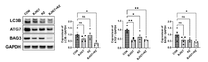 ALS 동물 모델의 근육에서 autophagy 관련 단백질 변화 CON: transgenic mice (hSOD1G93A), BJIGT:보중익기탕 투여한 hSOD1G93A 그룹, RZ: riluzole 투여한 hSOD1G93A 그룹, BJIGT+RZ: BJIGT와 riluzole 병행 투여한 Tg (hSOD1G93A) 그룹