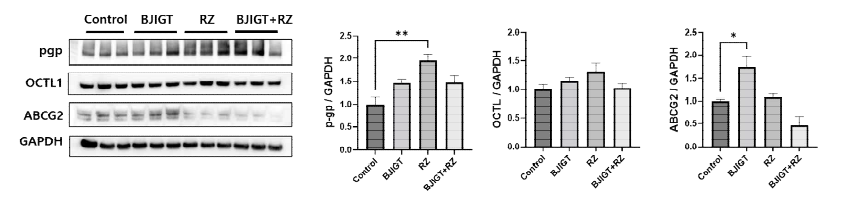 인간 간세포에서 약물 수송체 단백질 변화 Control: transgenic mice (hSOD1G93A), BJIGT:보중익기탕 투여한 hSOD1G93A 그룹, RZ: riluzole 투 여한 hSOD1G93A 그룹, BJIGT+RZ: BJIGT와 riluzole 병행 투여한 Tg (hSOD1G93A) 그룹