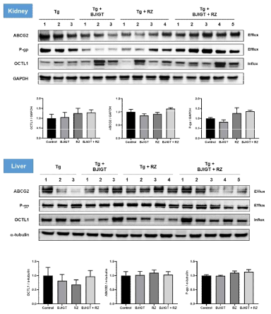 ALS 동물 간과 신장에서 약물 수송체 단백질 변화 Control, Tg: transgenic mice (hSOD1G93A), BJIGT, Tg+BJIGT:보중익기탕 투여한 hSOD1G93A 그룹, RZ, TG+RZ: riluzole 투여한 hSOD1G93A그룹, BJIGT+RZ, Tg+BJIGT+RZ: BJIGT와 riluzole 병행 투여한 Tg (hSOD1G93A) 그룹