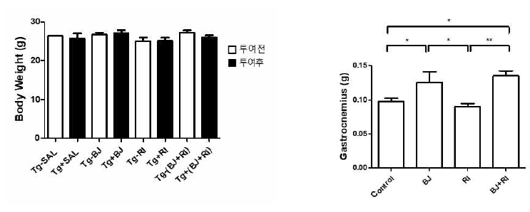 hSOD1G93A 쥐 몸무게 및 gastrocnemius 근육 무게 Tg: hSOD1G93A mice, Tg-SAL: saline 투여하기 전 hSOD1G93A group, Tg+SAL: saline 투여 후 hSOD1G93A group, Tg-BJ: BJIGT 투여하기 전 Tg+BJ group, Tg+BJ: BJIGT 투여한 Tg group, Tg-RI: riluzole 투여하기 전 Tg+RI group, Tg+RI: riluzole 투여한 Tg group, Tg-(BJ+RI): BJIGT와 riluzole 병행 투여하기 전 Tg+(BJ+RI) group, Tg-(BJ+RI): BJIGT와 riluzole 병행 투여한 Tg group Control: Tg (hSOD1G93A) mice, BJ: BJIGT 투여한 Tg (hSOD1G93A) mice, RI: riluzole 투여한 Tg (hSOD1G93A) mice, BJ+RI: BJIGT와 riluzole 병행 투여한 Tg (hSOD1G93A) mice