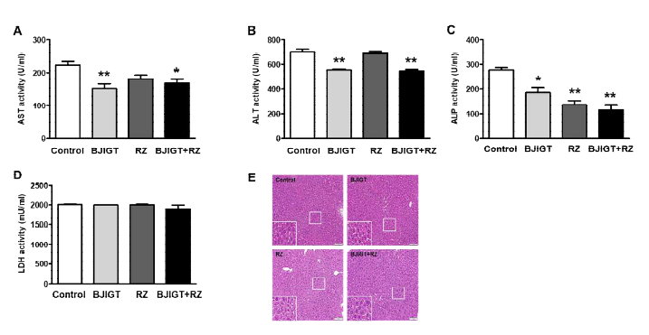 ALS 동물 간 조직에서 AST, ALST, ALP, LDH 활성도 및 H&E 염색 Control: Tg (hSOD1G93A) mice, BJIGT: BJIGT 투여한 Tg (hSOD1G93A) mice, RZ: riluzole 투여한 Tg (hSOD1G93A) mice, BJIGT+RZ: BJIGT와 riluzole 병행 투여한 Tg (hSOD1G93A) mice