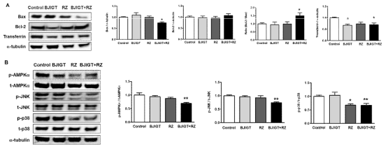 ALS 동물 간에서 세포사멸 관련 단백질 발현 Control: Tg (hSOD1G93A) mice, BJIGT: BJIGT 투여한 Tg (hSOD1G93A) mice, RZ: riluzole 투여한 Tg (hSOD1G93A) mice, BJIGT+RZ: BJIGT와 riluzole 병행 투여한 Tg (hSOD1G93A) mice